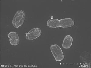 Bakteria endofityczna Pantoea sp. 2CJKA wytwarzająca pęcherzyki
zewnątrzbłonowe (OMV, ang. outer membrane vesicles). Zdjęcie wykonane z wykorzystaniem skaningowego mikroskopu elektronowego (SEM) 