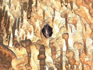 Nietoperz podkowiec duży wśród stalaktytów jaskini Snezhanka w Rodopach (Bułgaria)