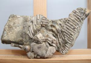 Częściowo zachowany szkielet morskiego gada sprzed 245 milionów lat. Na czterech żebrach
znajdują się guzkowate narośle świadczące o tym, że zwierzę chorowało na gruźlicę