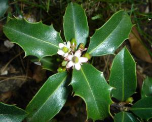 Kwitnący pęd ostrokrzewu kolczastego (Ilex aquifolium)