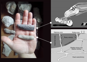 Okazy ichnologiczne. Ciemniejszy okaz to fragment kości ze śladami zębów drapieżnego archozaura (prawdopodobnie z grupy Theropoda). Jaśniejszy okaz to fragment nory stawonoga z zachowanymi śladami odnóży w postaci bruzd. 
