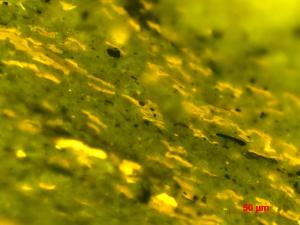 Obraz mikroskopowy łupka gazonośnego