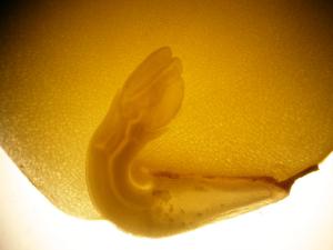 I nagroda w kategorii zdjęcie przyrodnicze. Zdjęcie „Zakręcony – zarodek papryki rocznej (Capsicum annuum); 2014” z projektu:
„Tajemnice początków życia”
