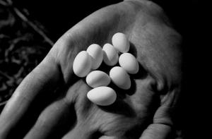 Robert Pawliszko, Wydział Nauk Biologicznych Uniwersytetu
Wrocławskiego, II nagroda w kategorii zdjęcie przyrodnicze za
zdjęcie: „Porzucone jaja – dość często zdarza się, że oboje rodziców
porzuca gniazdo wraz ze złożonymi wcześniej jajami”
z projektu: „Remizy – »niebieskie ptaki«”
