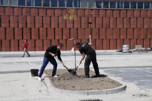 Drzewka sadzili wspólnie studenci Uniwersytetu Śląskiego i Uniwersytetu
Ekonomicznego