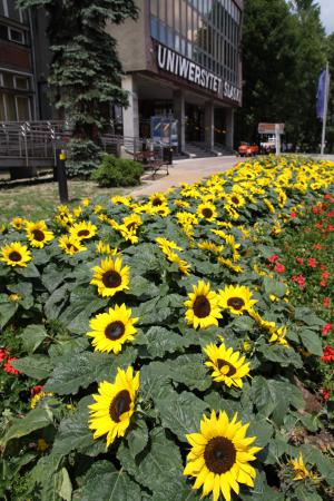 Na deptaku przed rektoratem Uniwersytetu Śląskiego pracownicy i studenci zasadzili 700 słoneczników