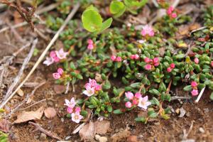 Loiseleuria procumbens – piękny arktyczny element flory
Islandii