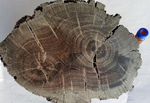 Fragment ksylitu (sfosylizowanego drewna) z widocznymi
słojami przyrostowymi