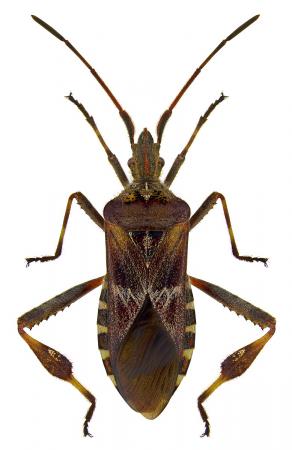 Leptoglossus occidentalis, czyli wtyk
amerykański