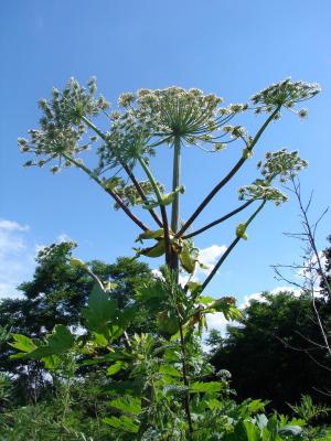 Okazałe kwiatostany barszczu