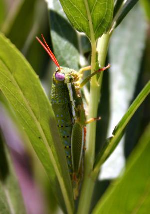 Konik polny (Stenoscepa), którego ciało jest "magazynem" niklu | fot. Paweł Migula