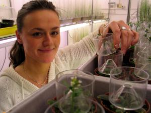 Doktorantka mgr Agata Daszkowska prezentuje Arabidopsis thaliana