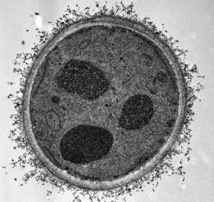 Drożdże Saccharomyces cerevisiae – zdjęcie wykonane pod
transmisyjnym mikroskopem elektronowym