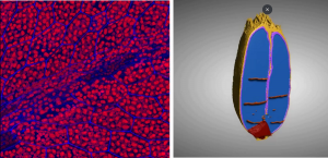 Z lewej: obraz z mikroskopu konfokalnego, z prawej: model 3D z mikrotomografii komputerowej