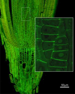 Korzeń jęczmienia | fot. Joanna Elsner