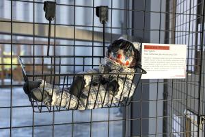 Zuzanna Wowro, Bez tytułu