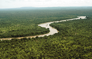 Tropikalny las deszczowy w Parku Narodowym Niokolo-Koba (Senegal),
jednym z największych parków narodowych w Afryce Zachodniej