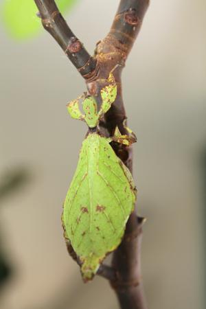 Samica liśćca z gatunku Phyllium jacobsoni