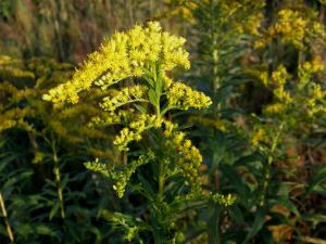 Nawłoć kanadyjska (Solidago anadensis) zajmuje coraz większe obszary, ograniczając bioóróżnorodność rodzimej flory | fot. Paweł Migula 
