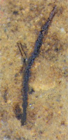 Fragmenty bardzo starych, prymitywnych
roślin odkrytych przez naukowców z UŚ
