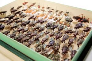 Część kolekcji Hemiptera w Katedrze Zoologii stanowią okazy na szpilkach entomologicznych