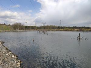 „Nowy” ekosystem – zbiornik w niecce osiadania (Sosnowiec)