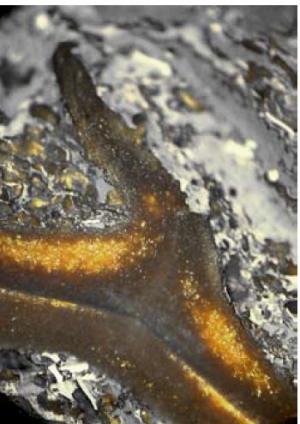 Petrograficzne badanie mikroskopowe węgla kamiennego