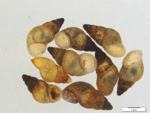 Wodożytka nowozelandzka (Potamopyrgus antipodarum)