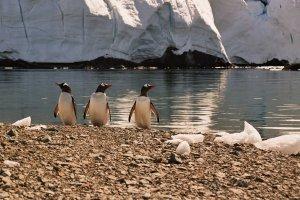 Pingwiny białobrewe na wyspie Enterprise