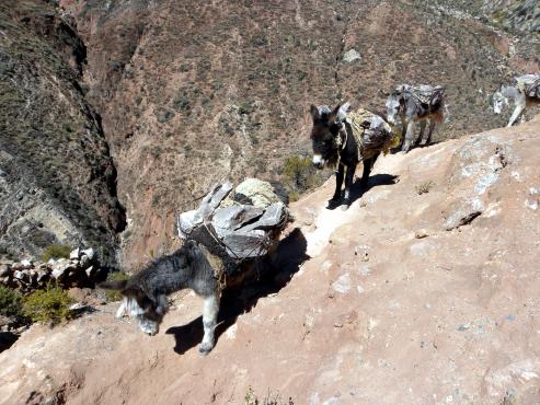 Osiołki transportujące sól kamienną z kopalni Rodriguez do miejscowości Huambo (foto: Justyna Ciesielczuk)