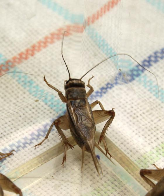 Syczą, cykają i ćwierkają Gazeta Uniwersytecka UŚ